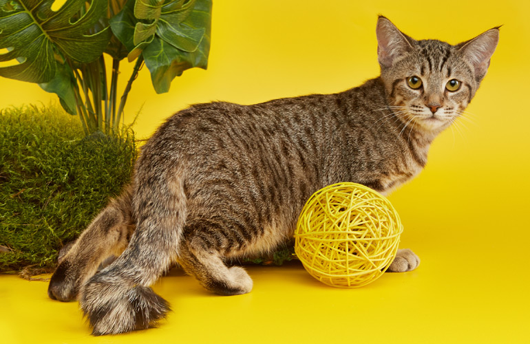 Котенок пиксибоб PixieHouse Debbie(Дебби)