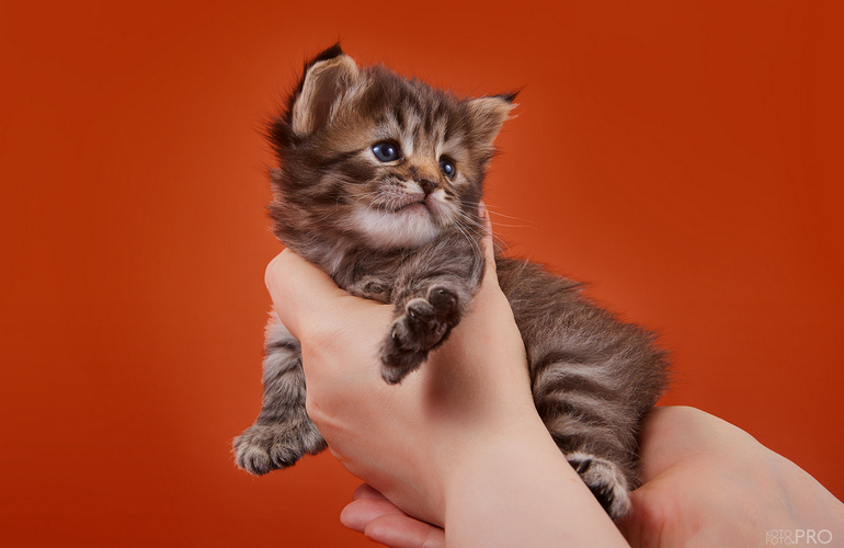 Котенок пиксибоб PixieHouse Ramzes (Рамзес)