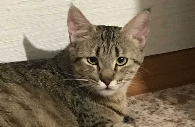 Котенок пиксибоб PixieHouse FairyBerendey Yota(Йота)