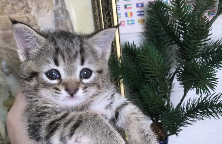 Котенок пиксибоб PixieHouse Cat (Кэт)