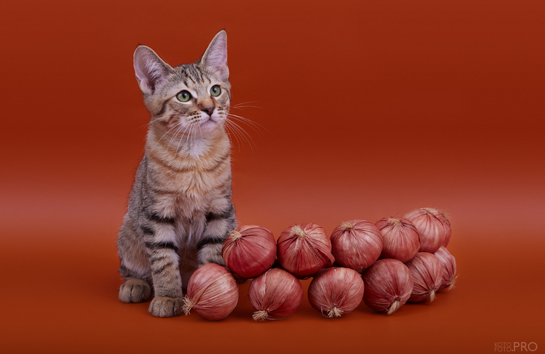 Котенок пиксибоб PixieHouse Chen (Чен)