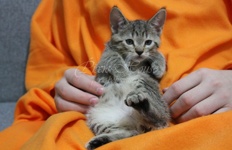 Котенок пиксибоб PixieHouse Vilka(Вилка)