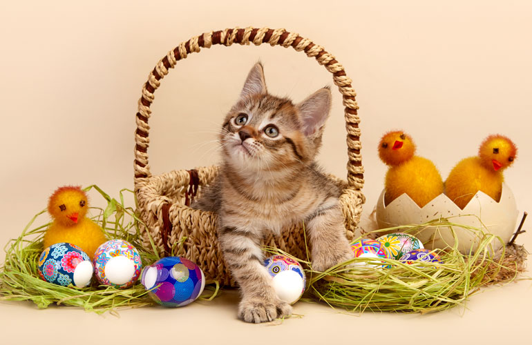 Котенок пиксибоб PixieHouse Lucky(Счастливчик)