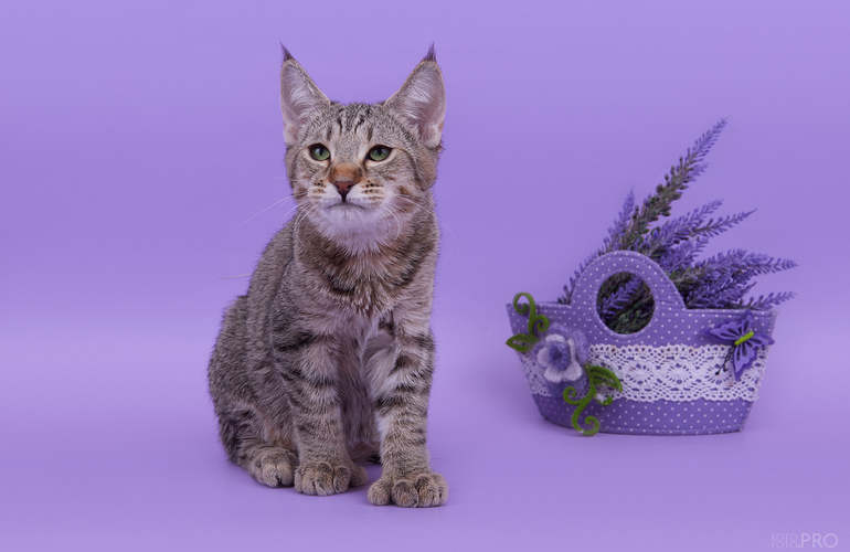 Котенок пиксибоб PixieHouse Tessa (Тесса)