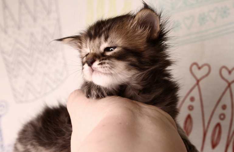 Котенок пиксибоб PixieHouse Shah (Шах)