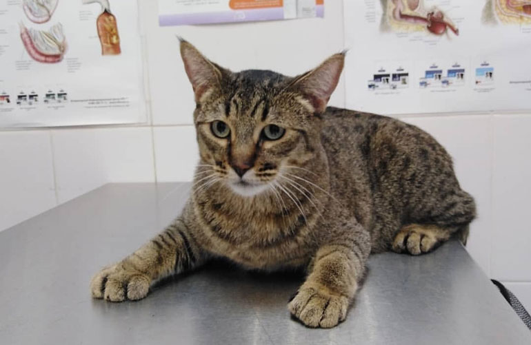 Котенок пиксибоб PixieHouse Potap(Потап)