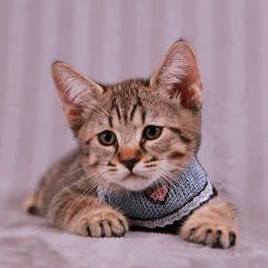 Питомник пиксибоб котенок PixieHouse Leon (Леон)
