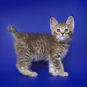 Питомник пиксибоб котенок PixieHouse Leonardo (Леонардо)