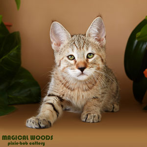 Питомник пиксибоб котенок MagicalWoods Metelitsa(Метелица)