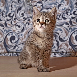 Molly (Молли)