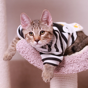 Питомник пиксибоб котенок PixieHouse Samuel (Самуэль)