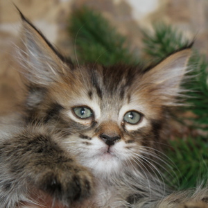 Питомник пиксибоб котенок PixieHouse Shah (Шах)