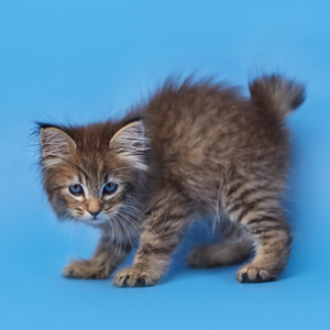 Питомник пиксибоб котенок PixieHouse Teodor (Теодор)