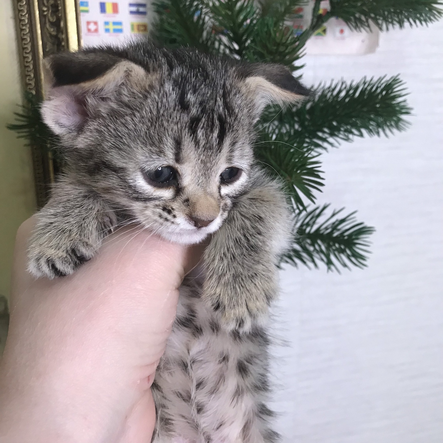 Питомник пиксибоб котенок PixieHouse Thumberlina (Тамбэлина)