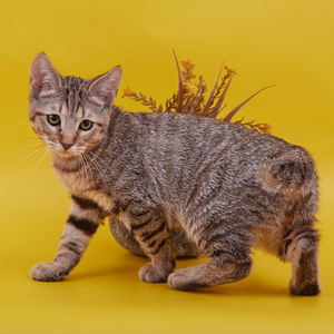 Питомник пиксибоб котенок PixieHouse Tommy (Томми)