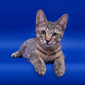 Питомник пиксибоб котенок PixieHouse William (Уильям)