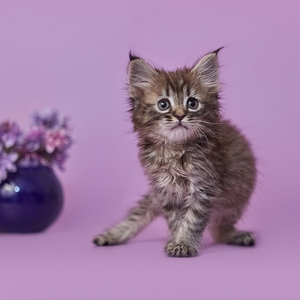 Питомник пиксибоб котенок PixieHouse Yuta (Юта)