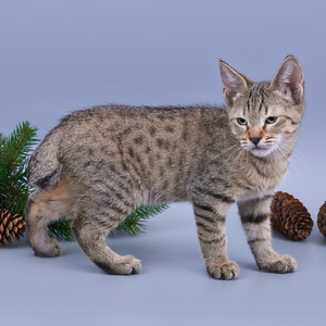 Питомник пиксибоб котенок PixieHouse Zeke (Зик)