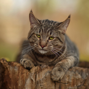 Питомник пиксибоб производитель PixieHouse Cosmos (Космос)