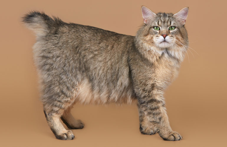 Maikel(Майкел)