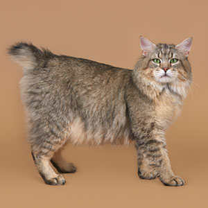 Питомник пиксибоб производитель CatsHeavens Maikel(Майкел)