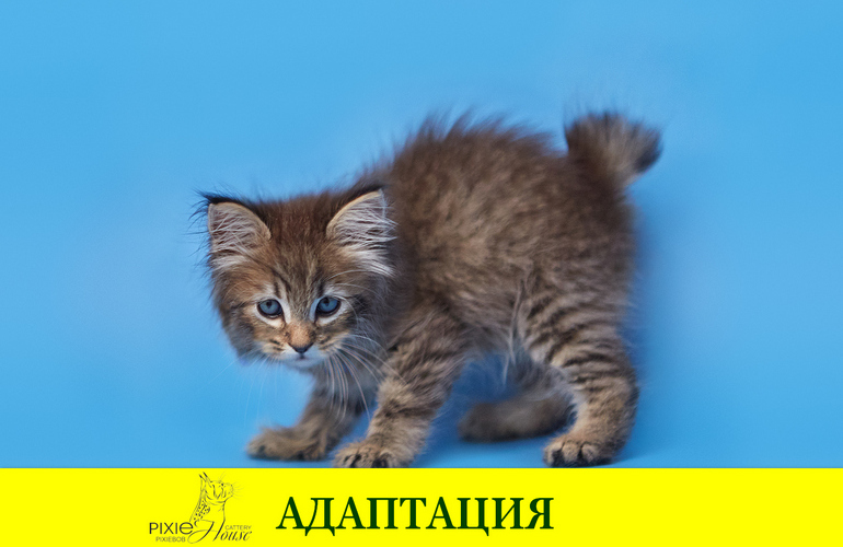 Инструкция для владельца котенка (кошки)