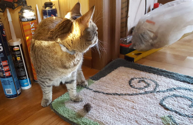 Кошки и мышки