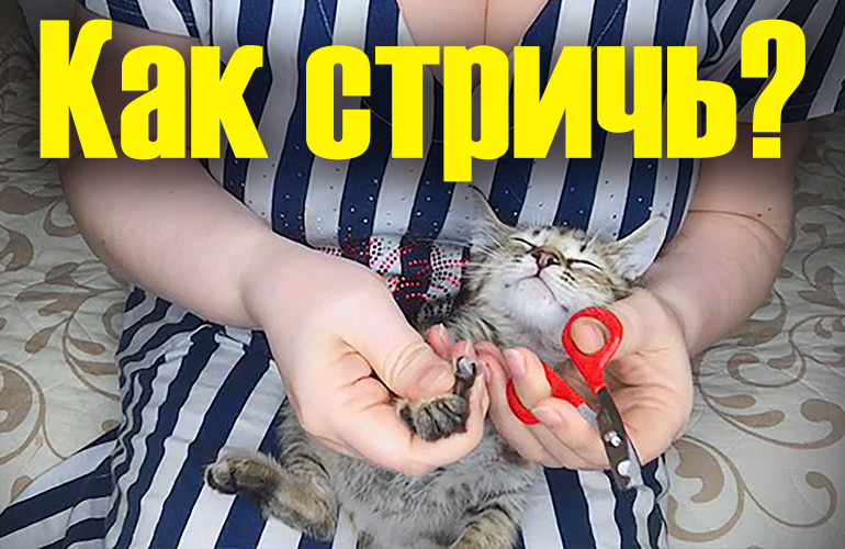 Как подстричь когти котенку