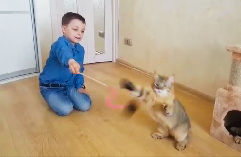 Котята и кошки Пиксибоб любят играть