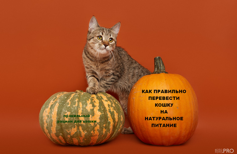 правильный рацион для кошек...