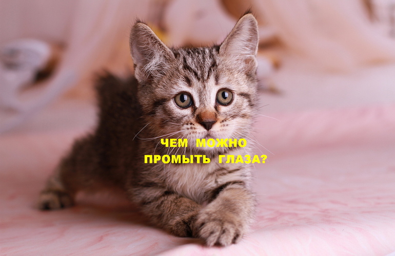 В глаз попала соринка или волосинка шерсти, или случилась травма глаза когтем. Первая помощь.