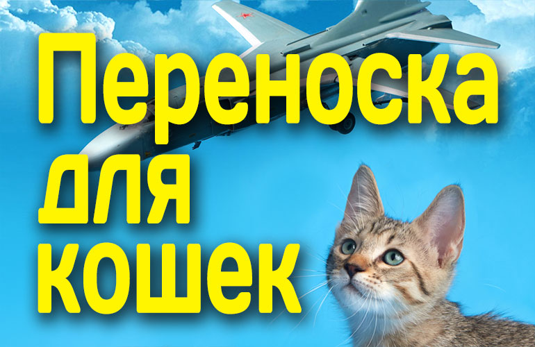 Как выбрать переноску для кошки?