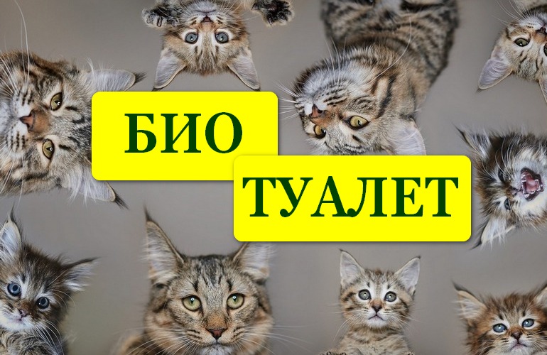 Никто даже не догадается, что у вас есть кошка!