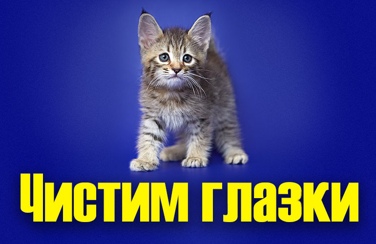 чем можно промывать глаза кошке...