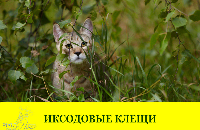 Укус клеща. Как удалить клеща у кошки? Средства защиты от иксодовых клещей у кошек.