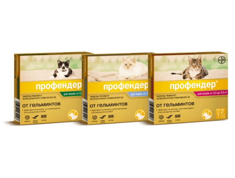 Как глистогонить кошку? Профилактика паразитов.