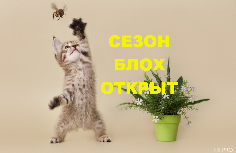 С наступлением холода на улице многие владельцы кошек обнаруживают у своих кошек блох.