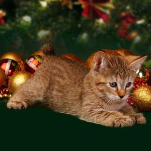 Elka(Элка), кошки и котята Pixiebob (пиксибоб)