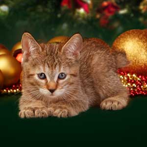 Elka(Элка), кошки и котята Pixiebob (пиксибоб)