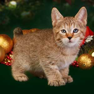 Elka(Элка), кошки и котята Pixiebob (пиксибоб)