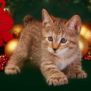 Elka(Элка), кошки и котята Pixiebob (пиксибоб)