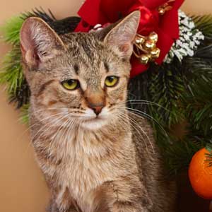 , кошки и котята Pixiebob (пиксибоб)