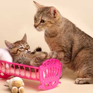 , кошки и котята Pixiebob (пиксибоб)