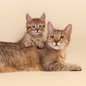 , кошки и котята Pixiebob (пиксибоб)