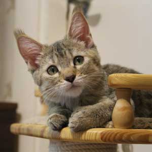 , кошки и котята Pixiebob (пиксибоб)