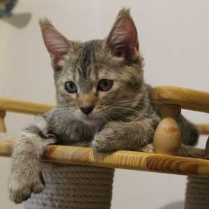 , кошки и котята Pixiebob (пиксибоб)