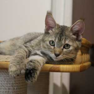 , кошки и котята Pixiebob (пиксибоб)