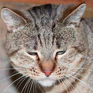 , кошки и котята Pixiebob (пиксибоб)