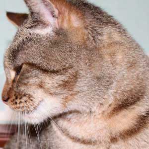 , кошки и котята Pixiebob (пиксибоб)