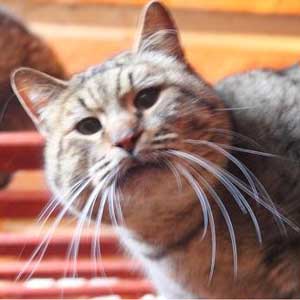 , кошки и котята Pixiebob (пиксибоб)